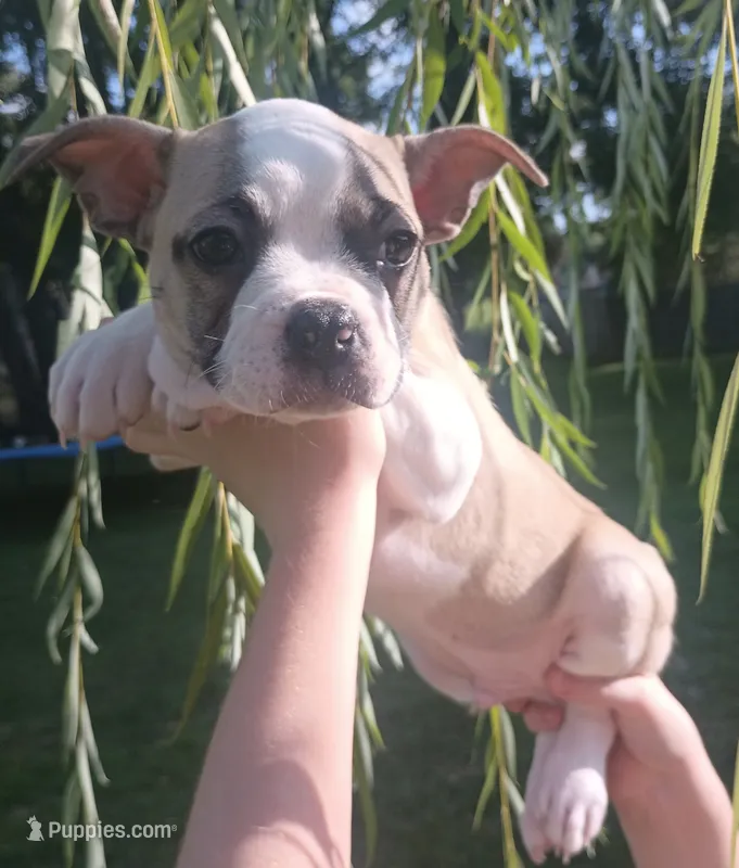 Goose – Boston Terrier, French Bulldog puppy for sale in Burton, MI