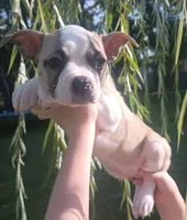 Goose, a male Boston Terrier and French Bulldog for sale in Burton, MI – 1 of 10