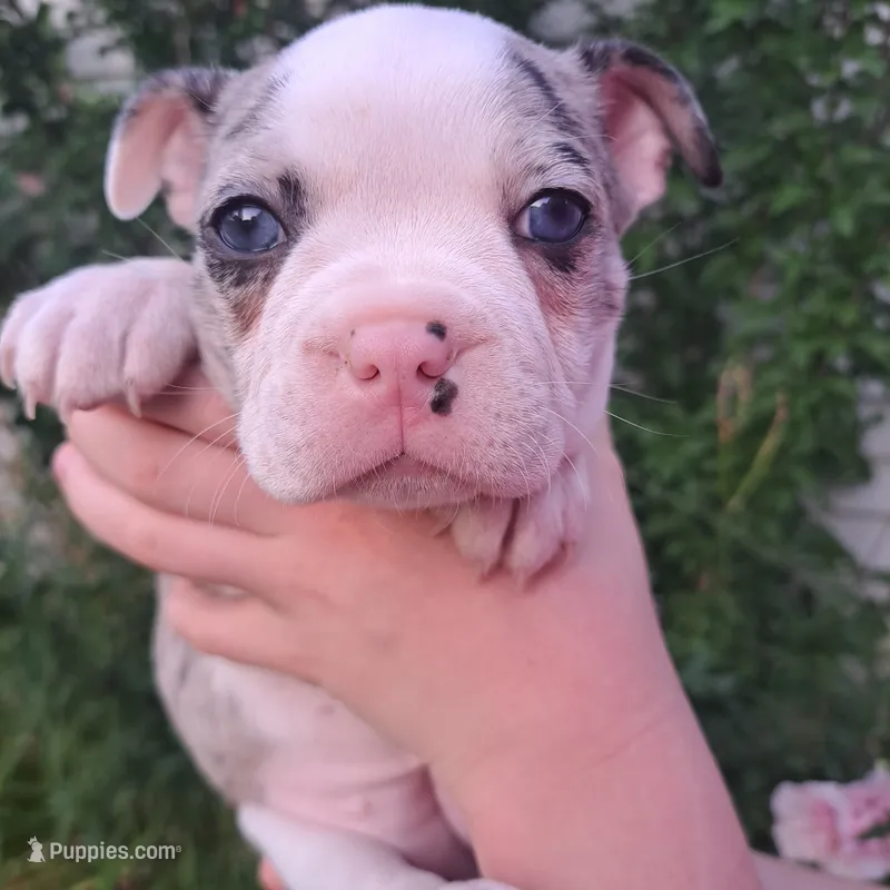 Chickadee – Boston Terrier, French Bulldog puppy on hold in Burton, MI