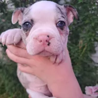 Chickadee, a female Boston Terrier and French Bulldog for sale in Burton, MI – 1 of 10