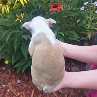 Sparrow , a male Boston Terrier and French Bulldog for sale in Burton, MI – 3 of 7