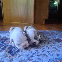 Seagull, a male Boston Terrier and French Bulldog for sale in Burton, MI – 5 of 7