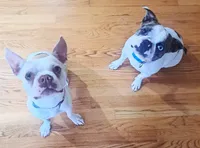 Goose, a male Boston Terrier and French Bulldog for sale in Burton, MI – 8 of 8