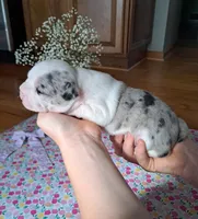 Chickadee, a female Boston Terrier and French Bulldog for sale in Burton, MI – 2 of 9