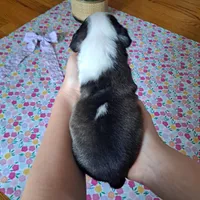 Hoopoe, a female Boston Terrier and French Bulldog for sale in Burton, MI – 3 of 10