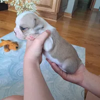 Sparrow , a male Boston Terrier and French Bulldog for sale in Burton, MI – 5 of 7