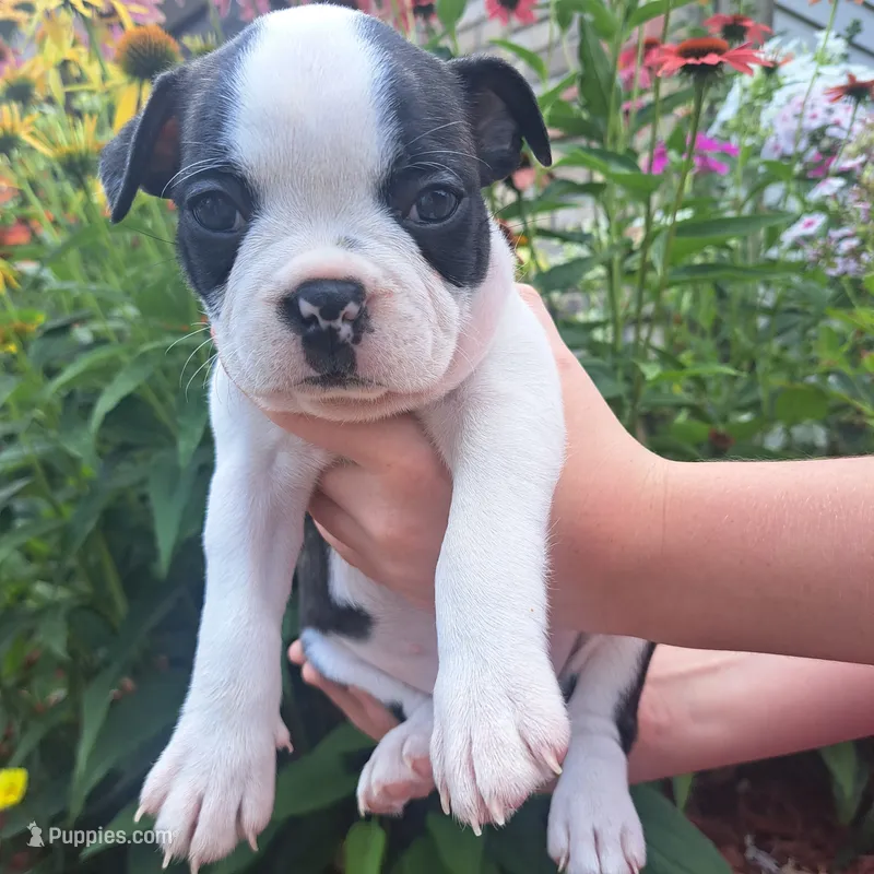 Magpie – Boston Terrier, French Bulldog puppy for sale in Burton, MI