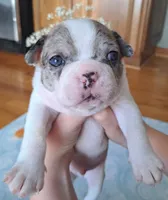 Hawk , a male Boston Terrier and French Bulldog for sale in Burton, MI – 4 of 5