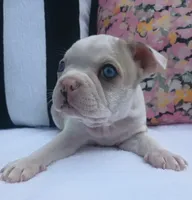 Seagull, a male Boston Terrier and French Bulldog for sale in Burton, MI – 2 of 10