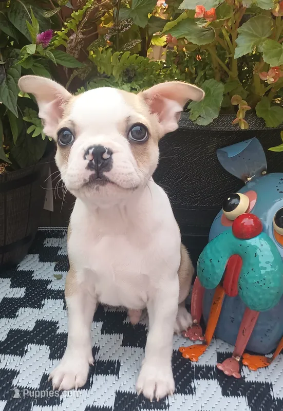 Sparrow  – Boston Terrier, French Bulldog puppy for sale in Burton, MI