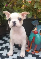 Sparrow , a male Boston Terrier and French Bulldog for sale in Burton, MI – 2 of 10