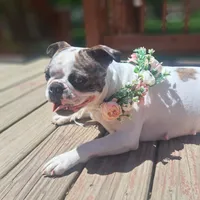 Flamingo , a female Boston Terrier and French Bulldog for sale in Burton, MI – 4 of 6
