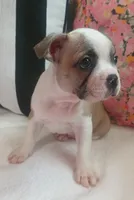 Goose, a male Boston Terrier and French Bulldog for sale in Burton, MI – 5 of 10