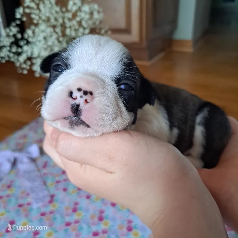 Hoopoe – Boston Terrier, French Bulldog puppy for sale in Burton, MI
