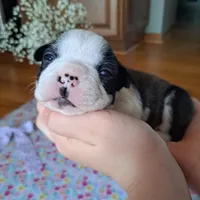 Hoopoe, a female Boston Terrier and French Bulldog for sale in Burton, MI – 1 of 10