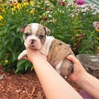 Hawk , a male Boston Terrier and French Bulldog for sale in Burton, MI – 2 of 5