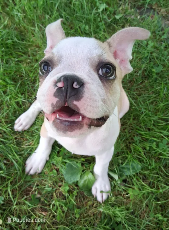 Sparrow  – Boston Terrier, French Bulldog puppy for sale in Burton, MI