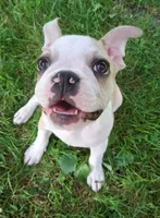 Sparrow , a male Boston Terrier and French Bulldog for sale in Burton, MI – 1 of 10