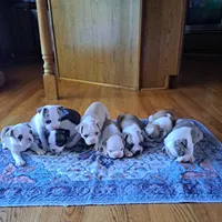 Sparrow , a male Boston Terrier and French Bulldog for sale in Burton, MI – 7 of 7