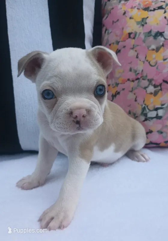 Seagull – Boston Terrier, French Bulldog puppy for sale in Burton, MI