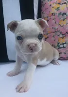 Seagull, a male Boston Terrier and French Bulldog for sale in Burton, MI – 1 of 10