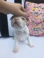 Seagull, a male Boston Terrier and French Bulldog for sale in Burton, MI – 3 of 10
