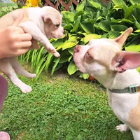Goldfinch, a male Boston Terrier and French Bulldog for sale in Burton, MI – 7 of 9