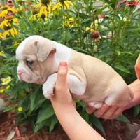 Goldfinch, a male Boston Terrier and French Bulldog for sale in Burton, MI – 8 of 9