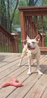 Hoopoe, a female Boston Terrier and French Bulldog for sale in Burton, MI – 6 of 10