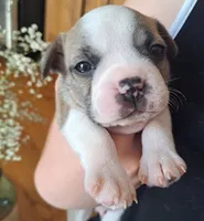 Goose, a male Boston Terrier and French Bulldog for sale in Burton, MI – 1 of 8