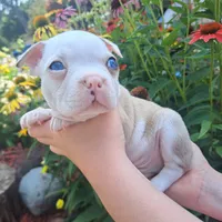 Seagull, a male Boston Terrier and French Bulldog for sale in Burton, MI – 3 of 7