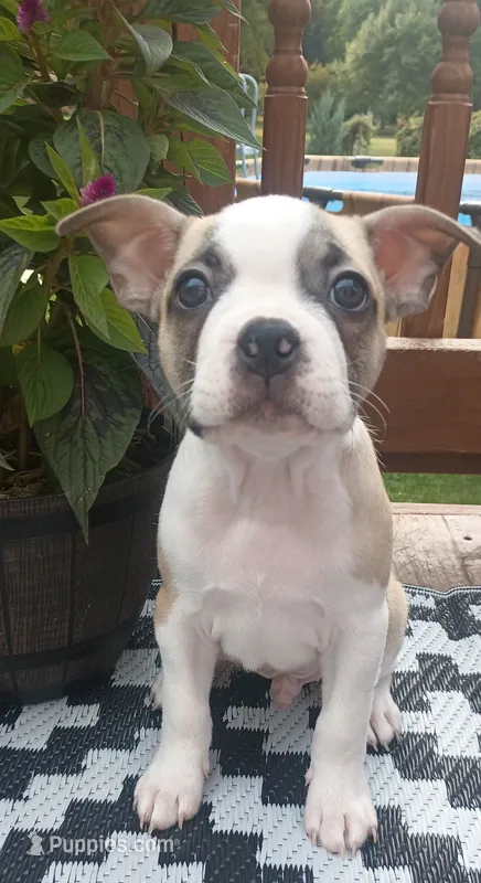 Goose – Boston Terrier, French Bulldog puppy for sale in Burton, MI