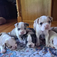 Chickadee, a female Boston Terrier and French Bulldog for sale in Burton, MI – 5 of 9