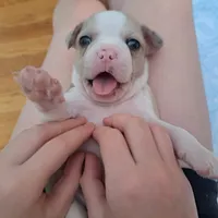 Goldfinch, a male Boston Terrier and French Bulldog for sale in Burton, MI – 3 of 4