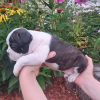 Hoopoe, a female Boston Terrier and French Bulldog for sale in Burton, MI – 8 of 10