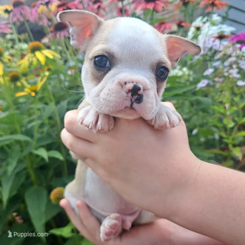Sparrow  – Boston Terrier, French Bulldog puppy for sale in Burton, MI