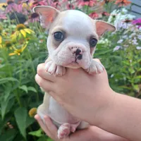 Sparrow , a male Boston Terrier and French Bulldog for sale in Burton, MI – 1 of 7
