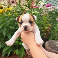 Flamingo , a female Boston Terrier and French Bulldog for sale in Burton, MI – 4 of 10