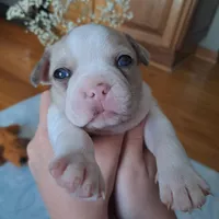 Goldfinch, a male Boston Terrier and French Bulldog for sale in Burton, MI – 1 of 4