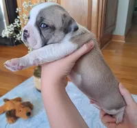 Goose, a male Boston Terrier and French Bulldog for sale in Burton, MI – 2 of 8