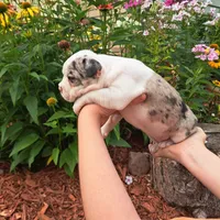 Chickadee, a female Boston Terrier and French Bulldog for sale in Burton, MI – 3 of 10