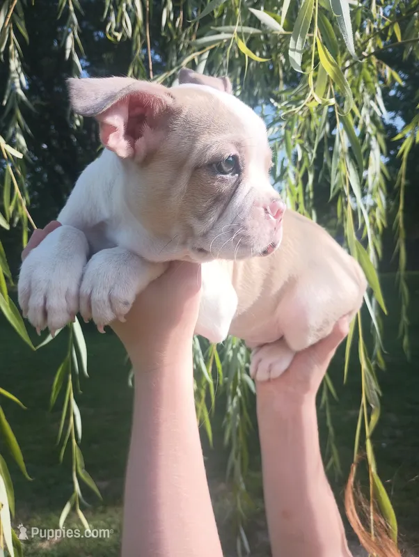Goldfinch – Boston Terrier, French Bulldog puppy for sale in Burton, MI