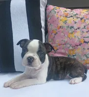 Magpie, a female Boston Terrier and French Bulldog for sale in Burton, MI – 2 of 10