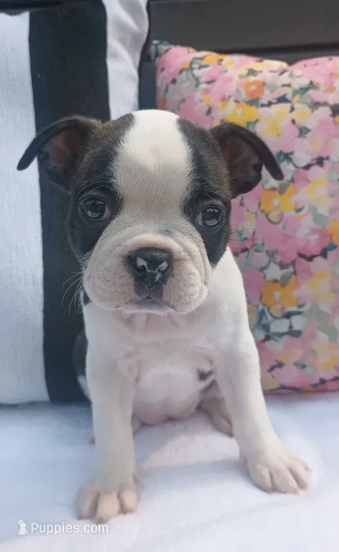Magpie – Boston Terrier, French Bulldog puppy for sale in Burton, MI