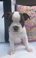Magpie, a female Boston Terrier and French Bulldog for sale in Burton, MI – 1 of 10