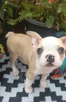 Sparrow , a male Boston Terrier and French Bulldog for sale in Burton, MI – 3 of 10