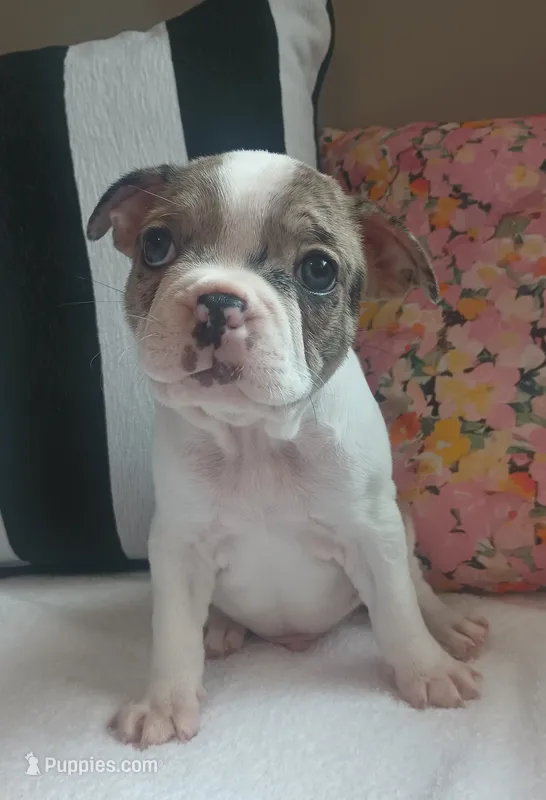 Hawk  – Boston Terrier, French Bulldog puppy for sale in Burton, MI