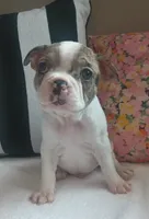 Hawk , a male Boston Terrier and French Bulldog for sale in Burton, MI – 1 of 6