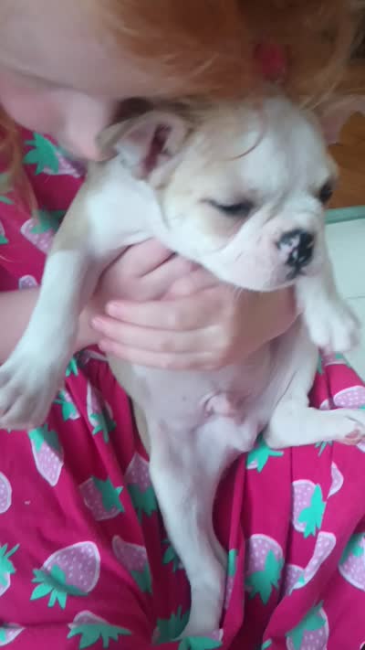 Sparrow , a male Boston Terrier and French Bulldog for sale in Burton, MI – 10 of 10