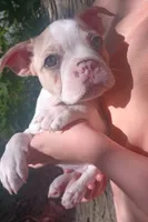 Goldfinch, a male Boston Terrier and French Bulldog for sale in Burton, MI – 2 of 9